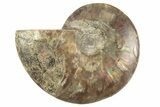 Cut & Polished Ammonite Fossil (Half) - Crystal Filled Chambers #208635-1